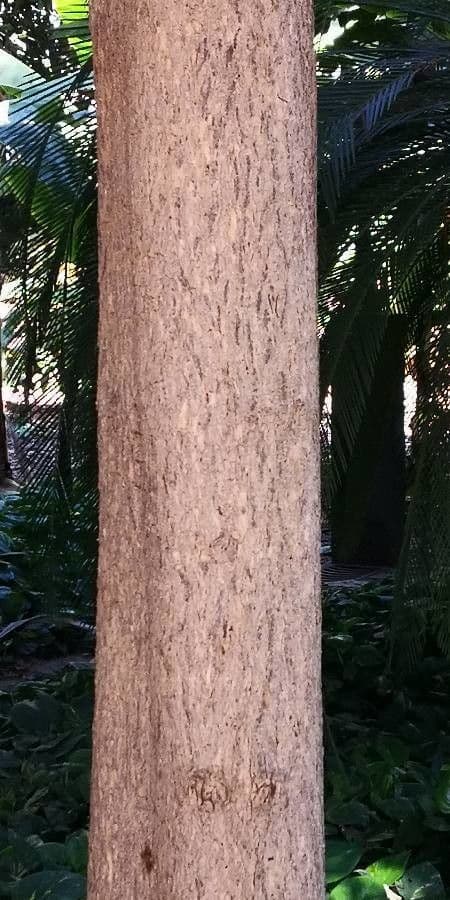 Cedro cinese 24