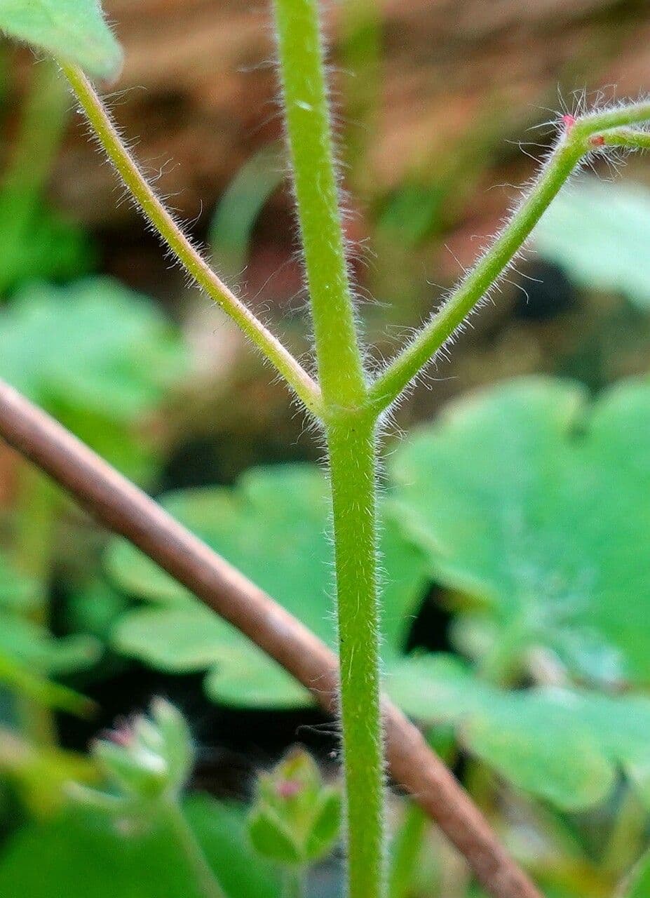 Weicher Storchschnabel 24