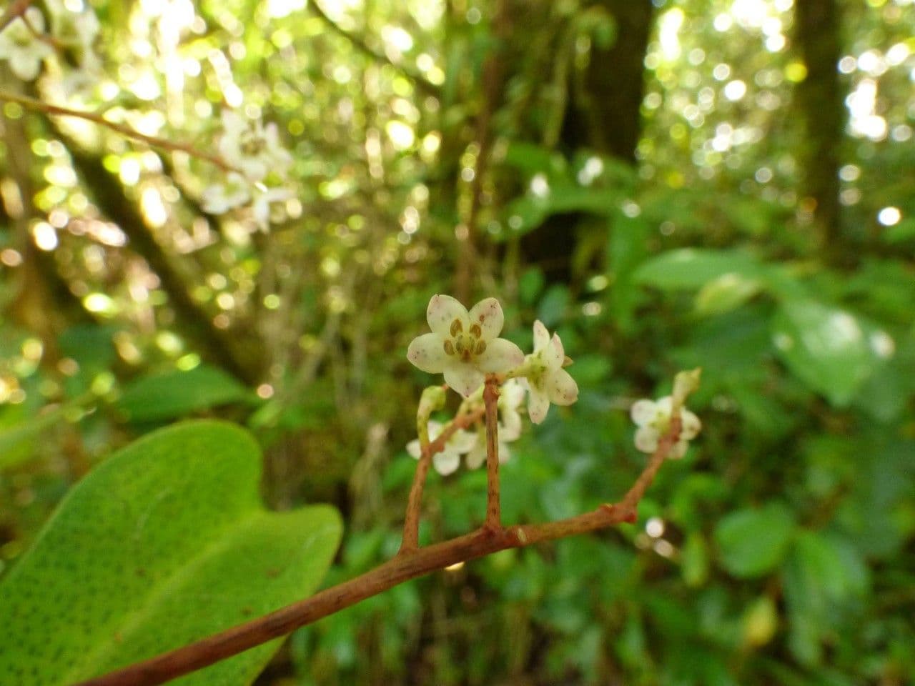 Badula 6