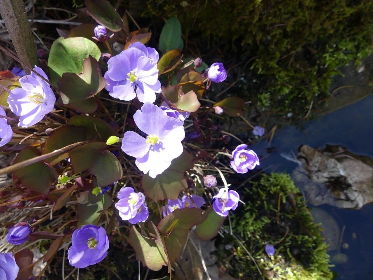 Plagiorhegma dubium