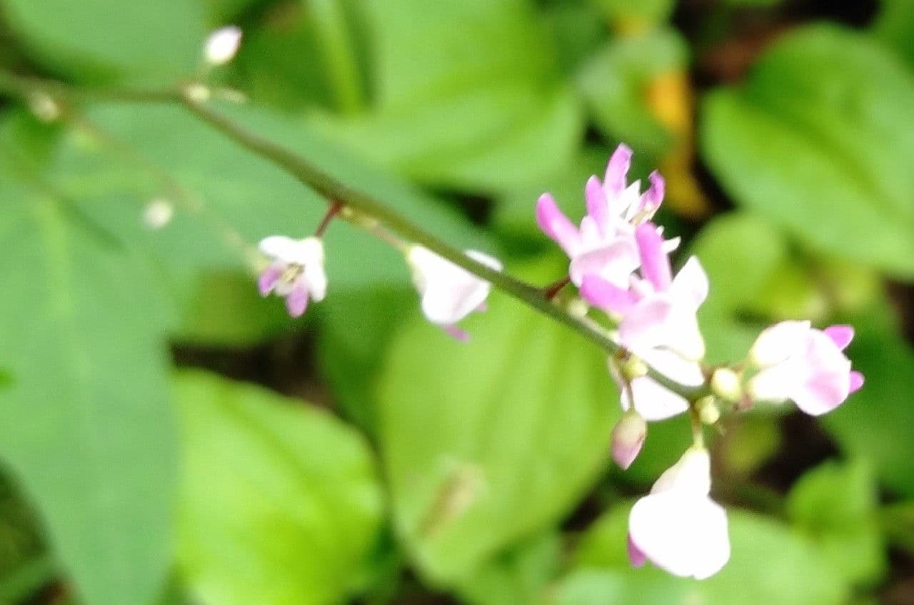 Hylodesmum 2