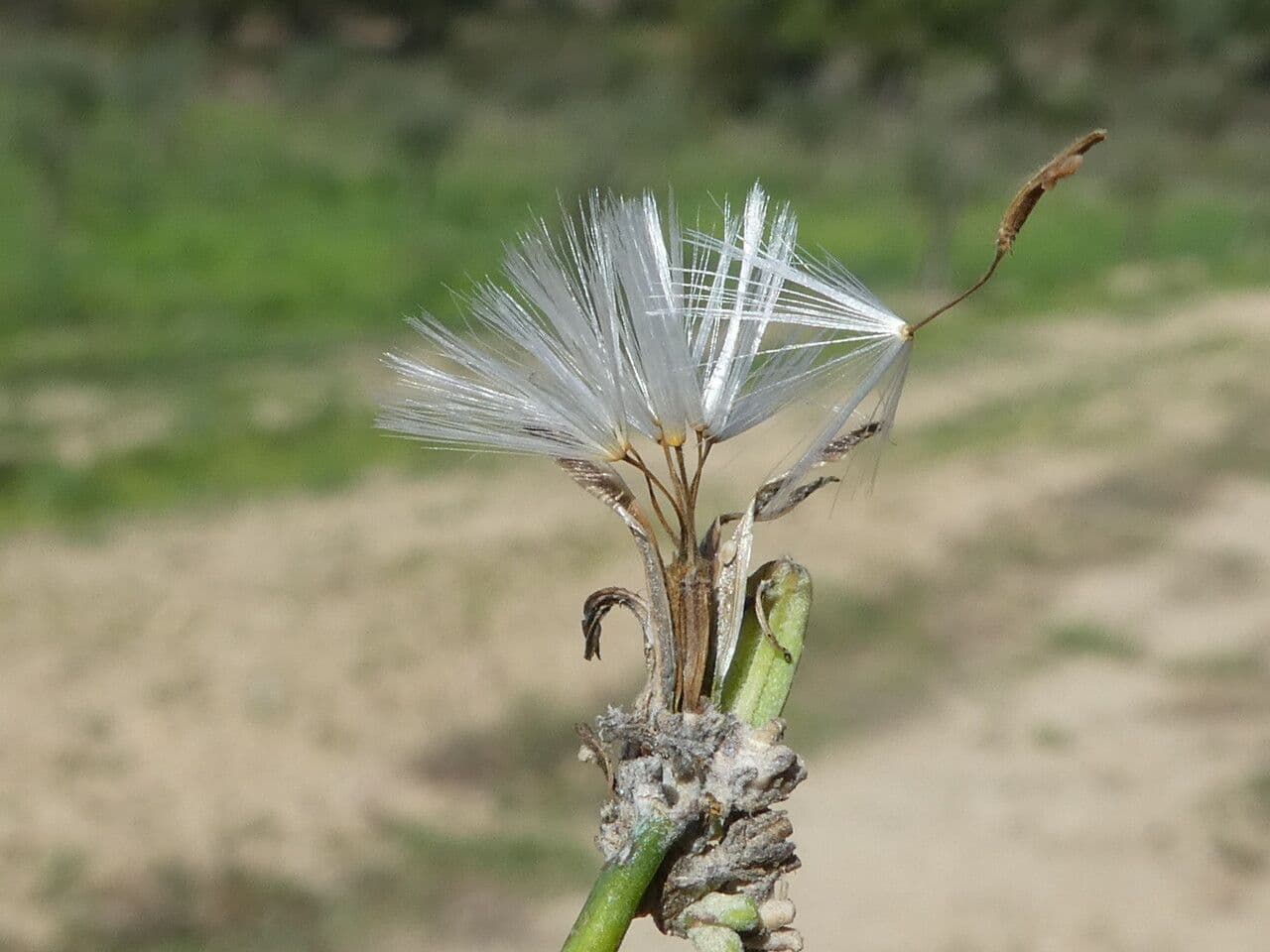 Lattughella