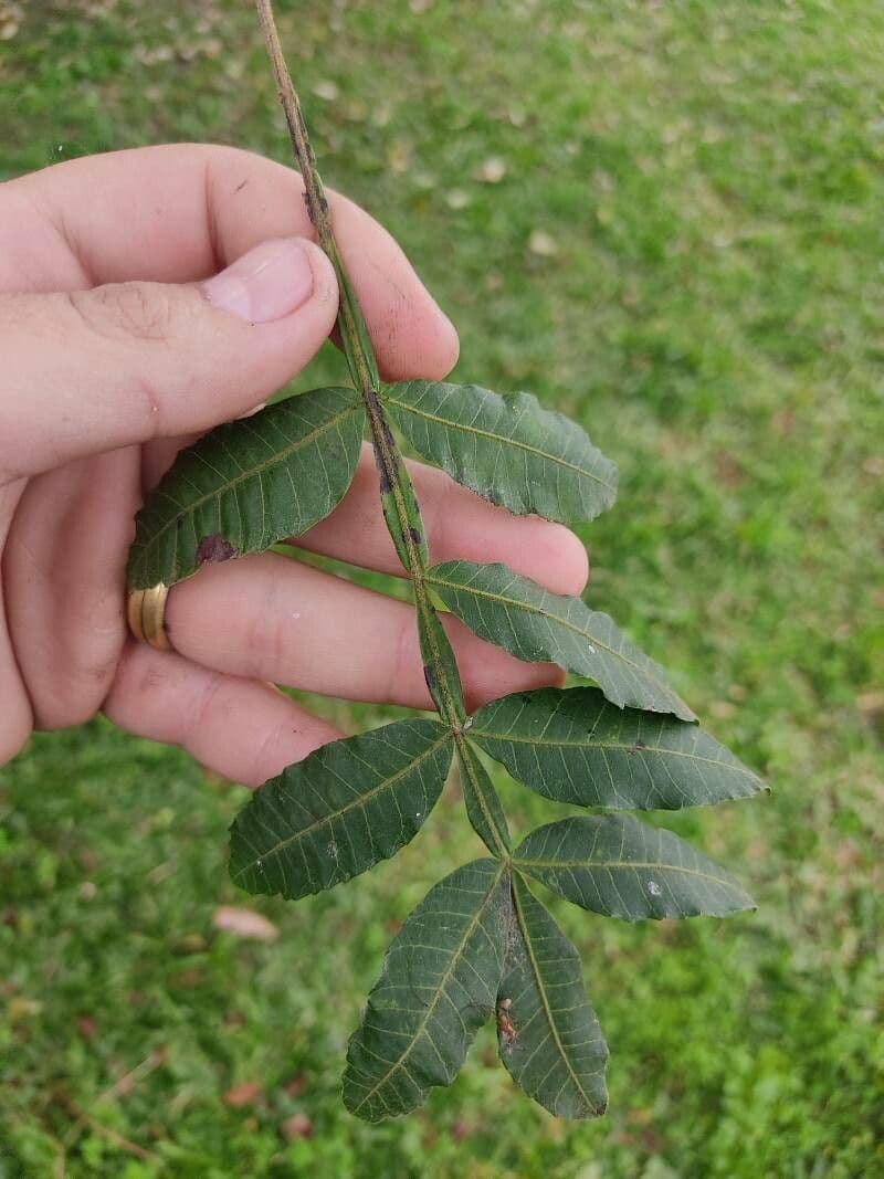 Brazilian peppertree 17
