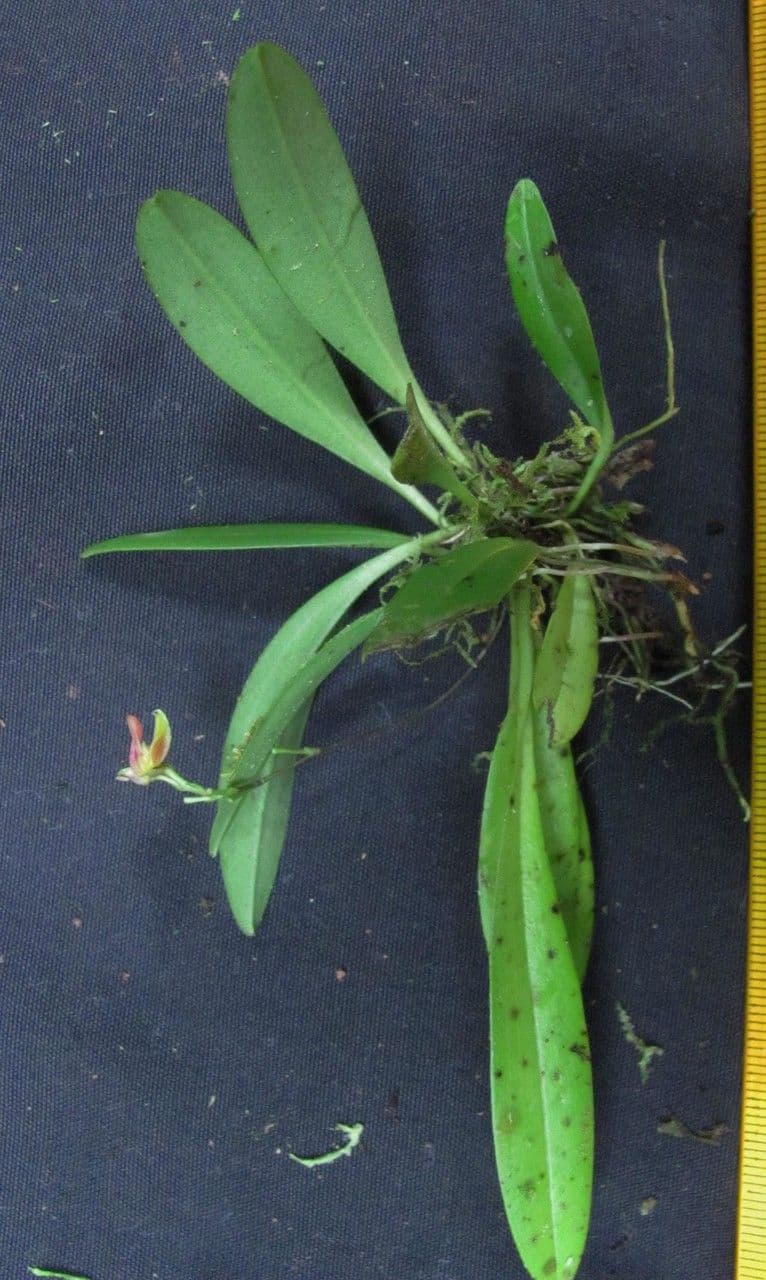 Scaphosepalum 10