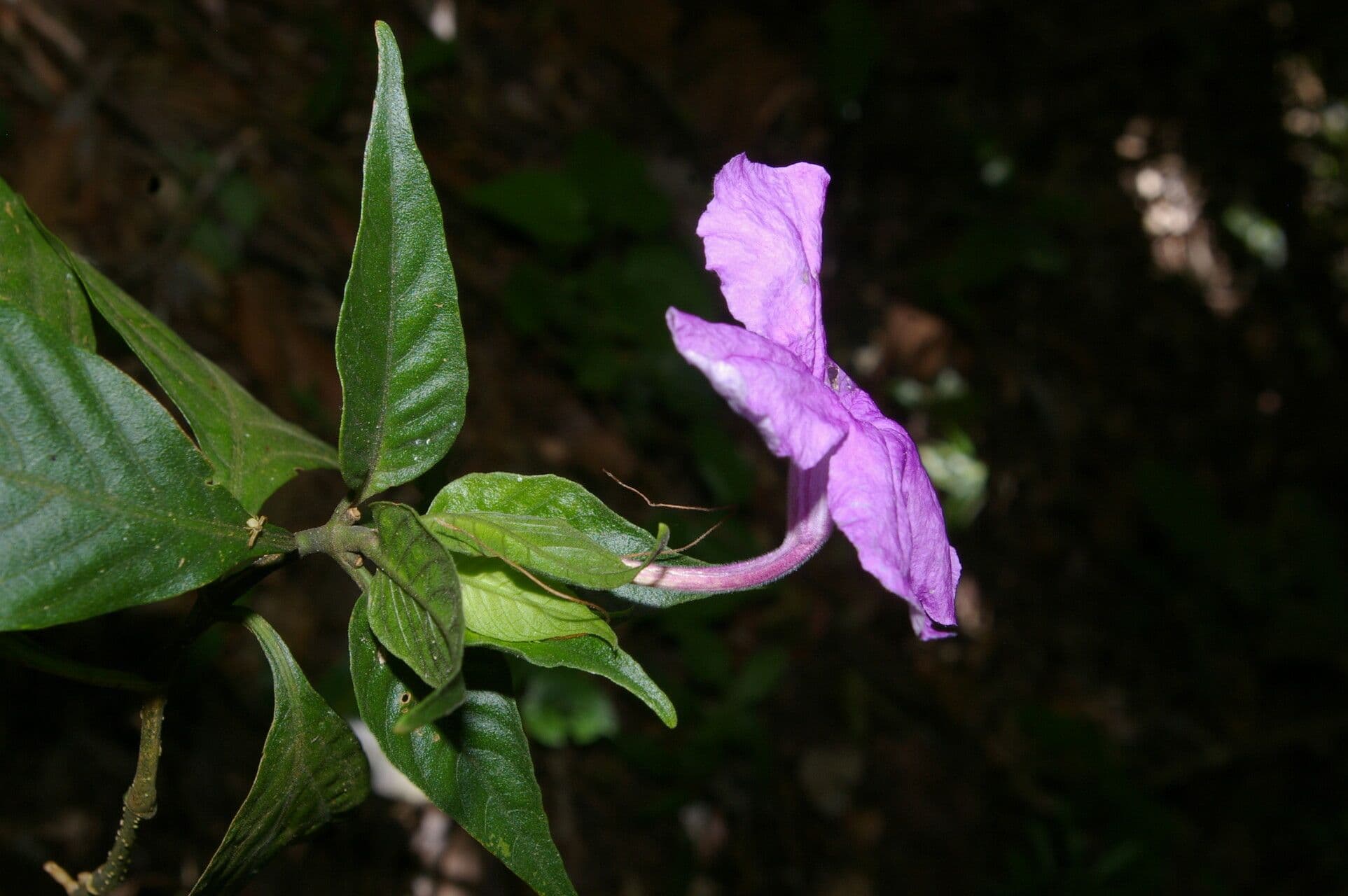 Ruellia 3