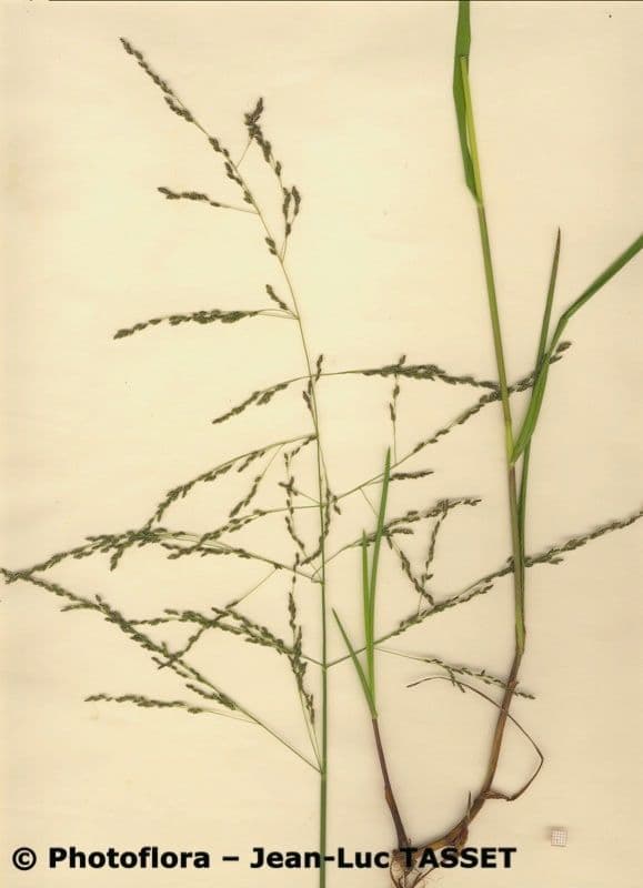 Glyceria striata 5