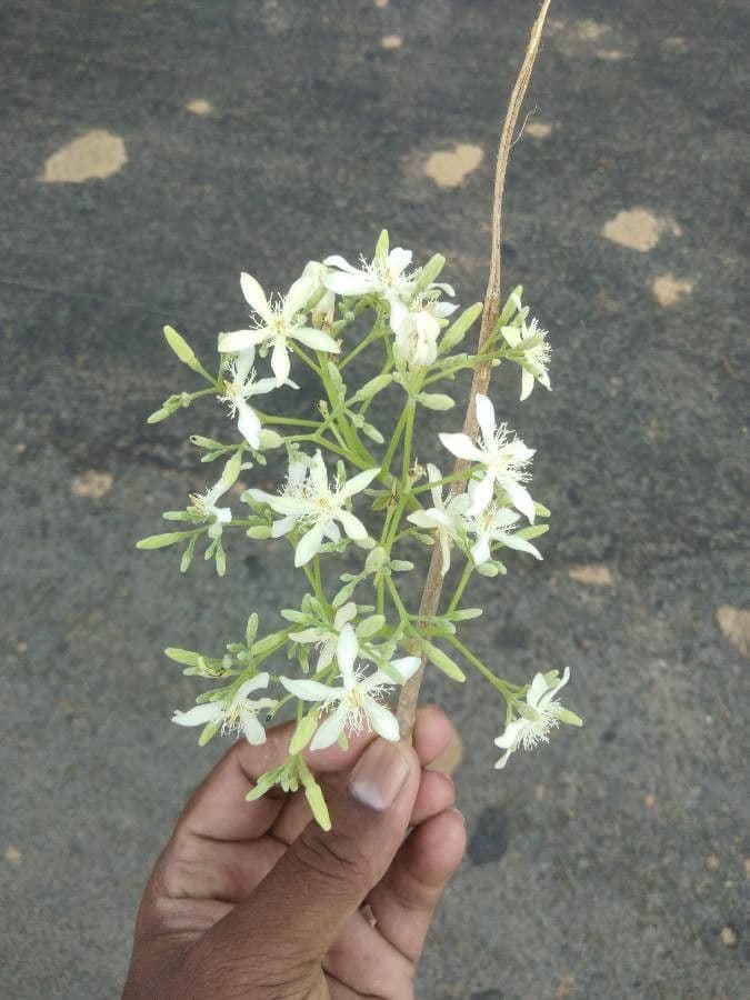 Wrightia 4