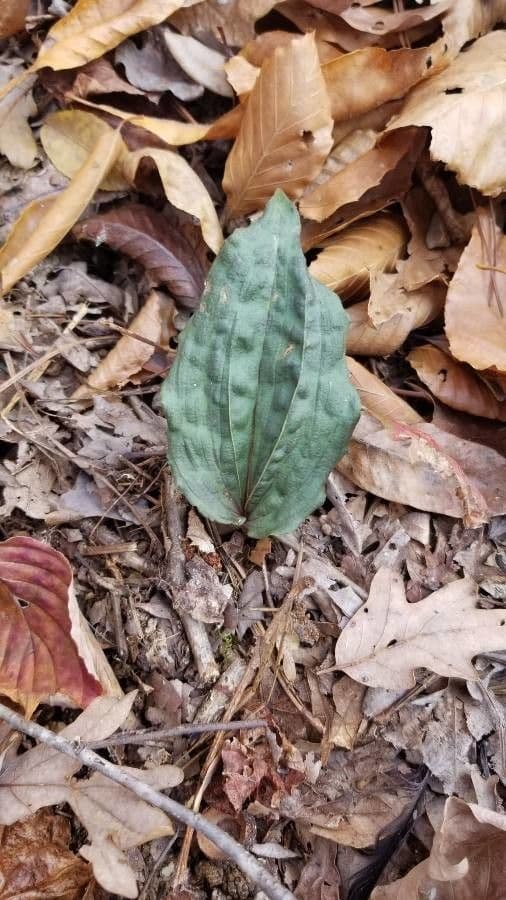 Tipularia discolor 17