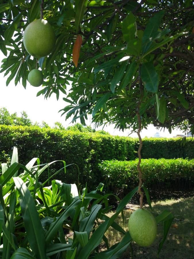 Frangipani 3