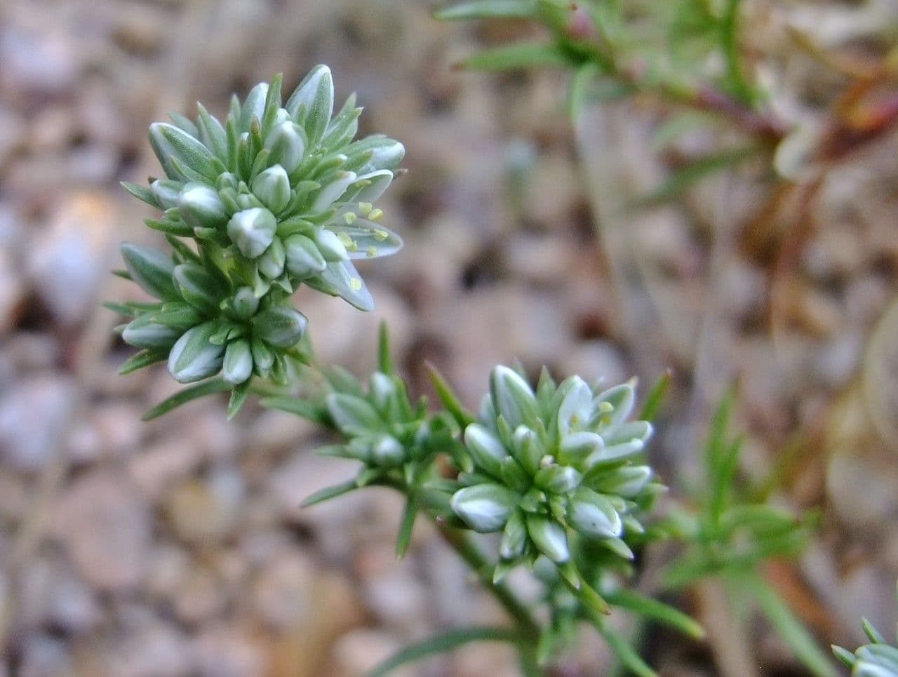 Centonchio perenne 22