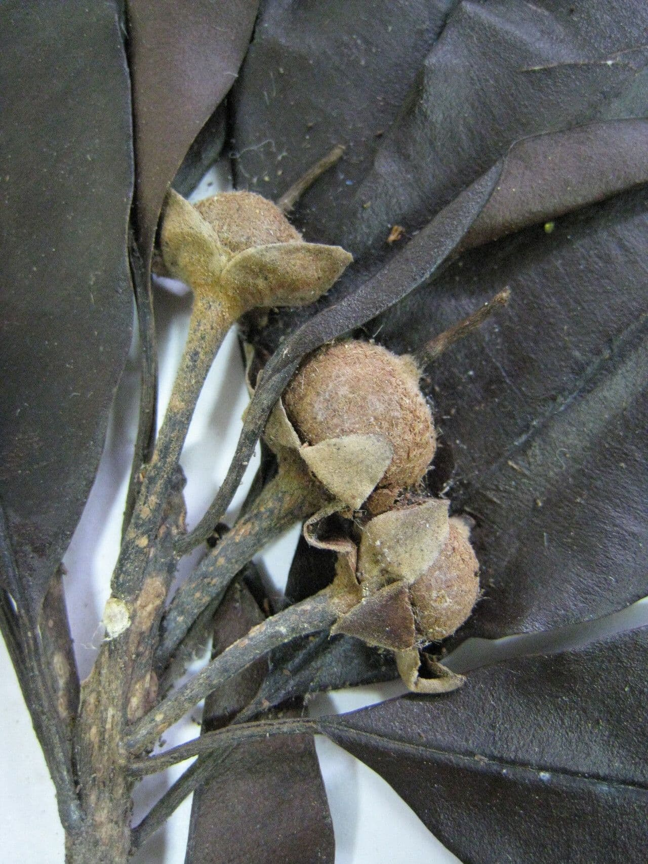 Sapodilla 28