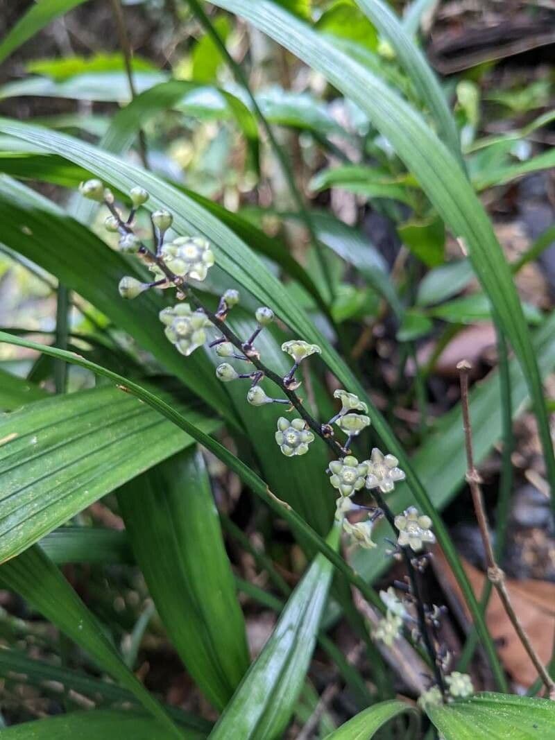 Peliosanthes teta 2