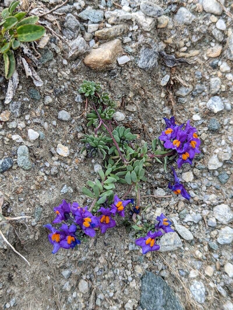 Linaria alpina 14