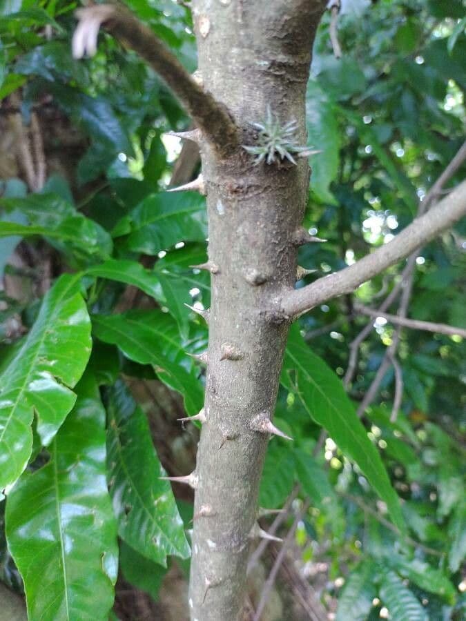Zanthoxylum 10