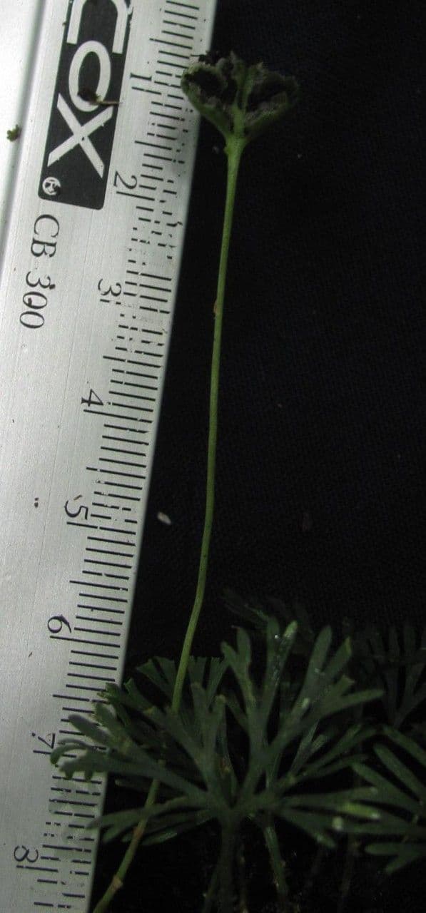 Elaphoglossum peltatum 15