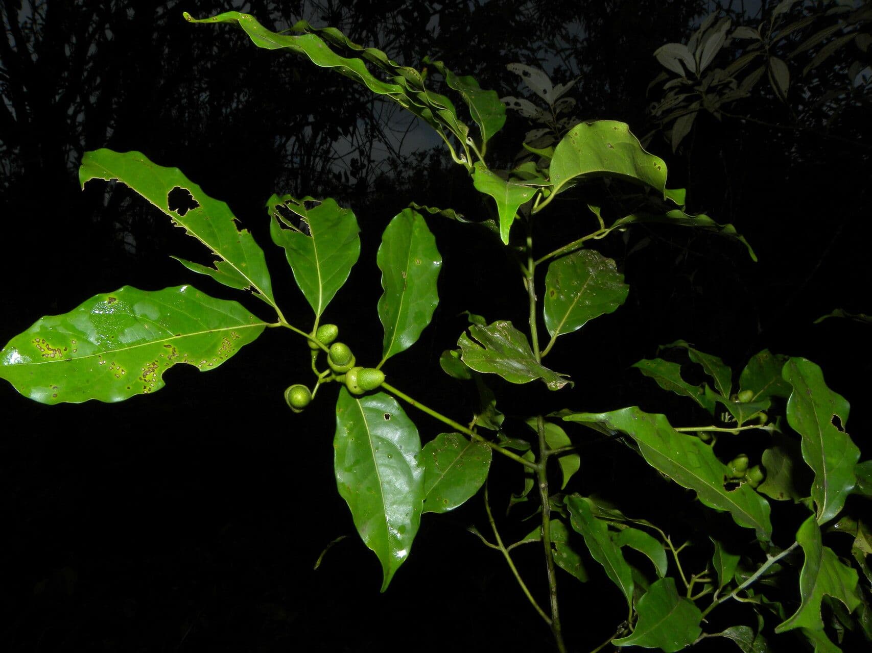 Ocotea cernua 10