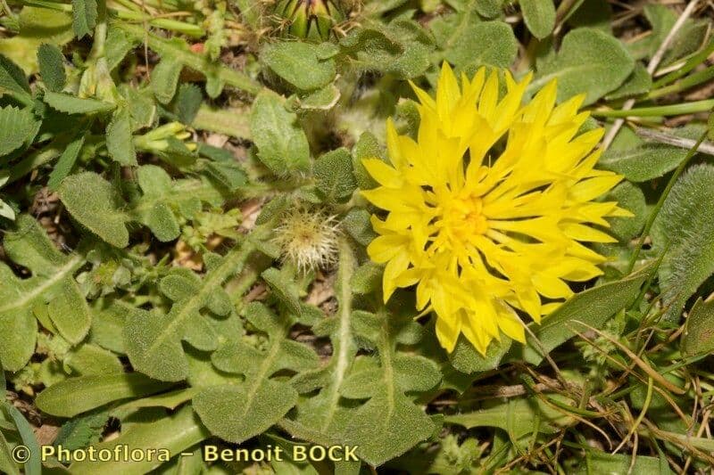Centaurea 4
