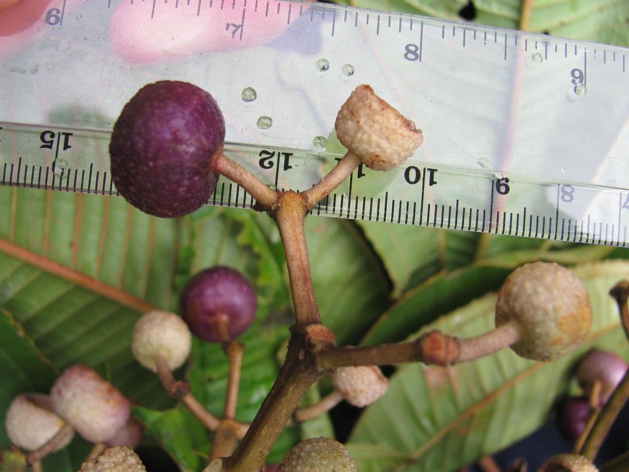 Miconia 2