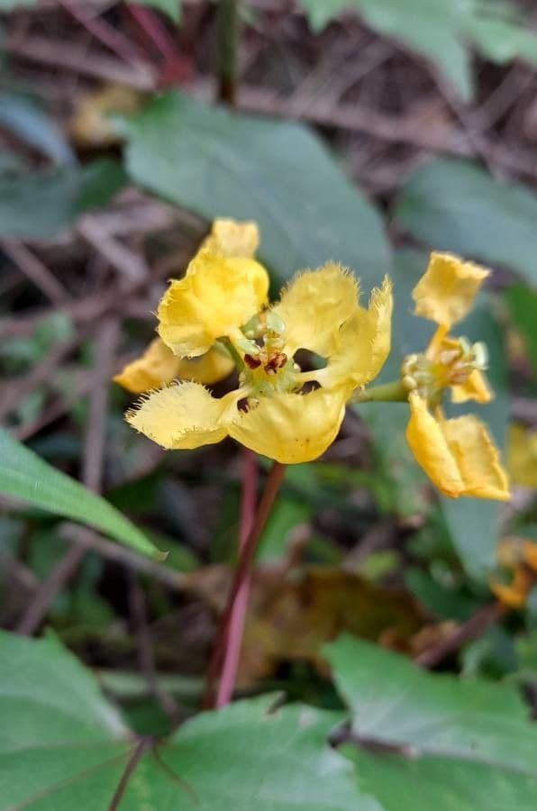 Stigmaphyllon