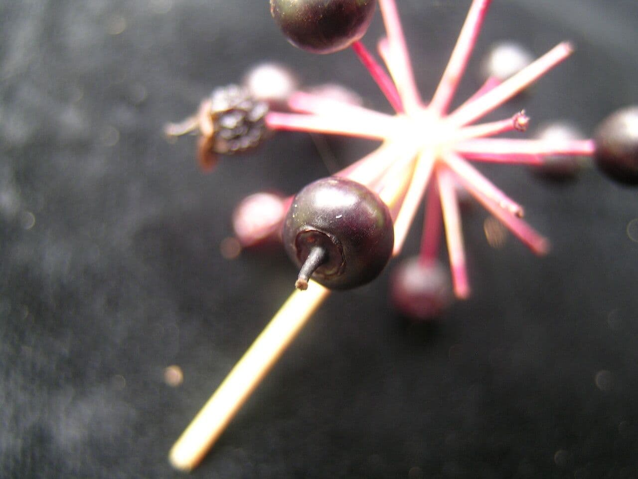 Aralia 3