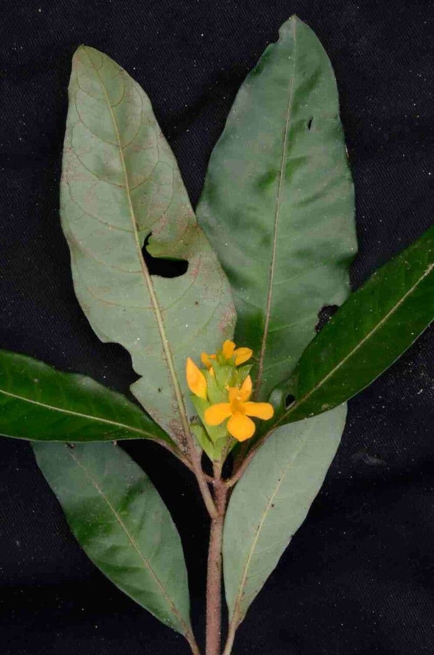 Aphelandra 4