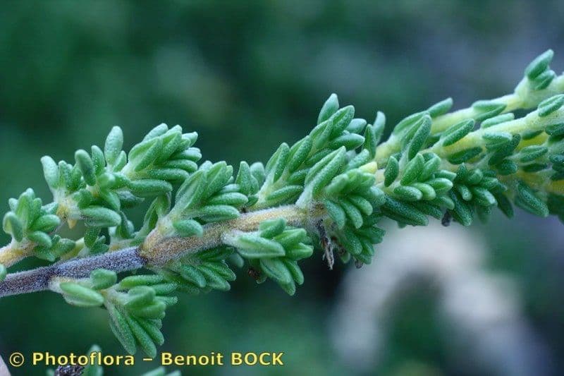 Thymus carnosus 19