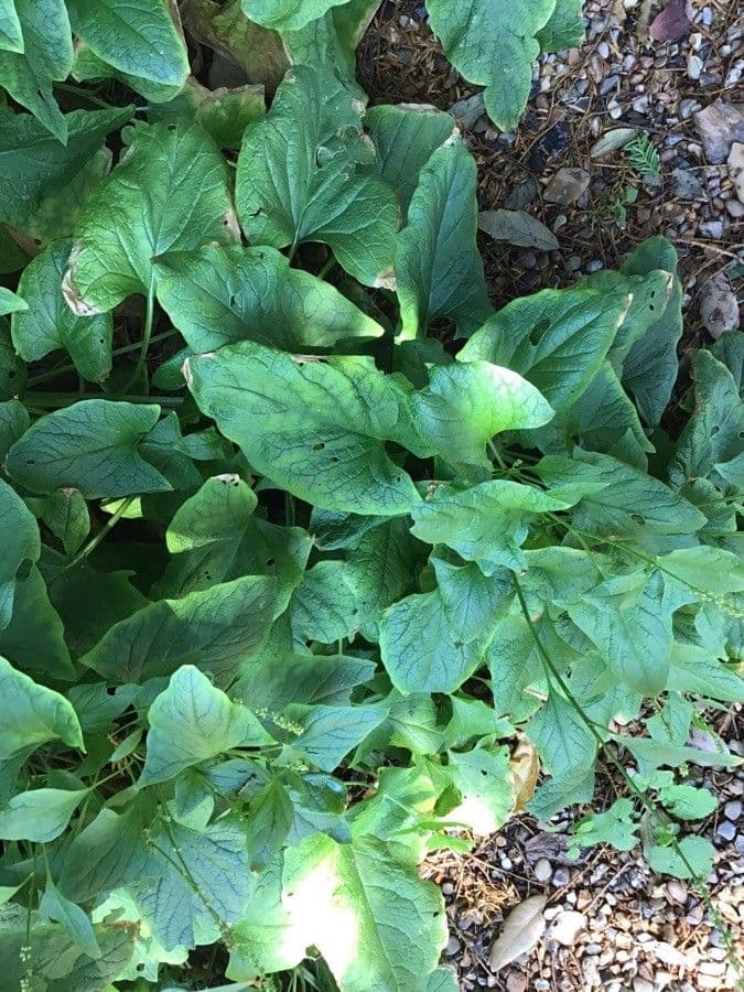 Komosa strzałkowata 15