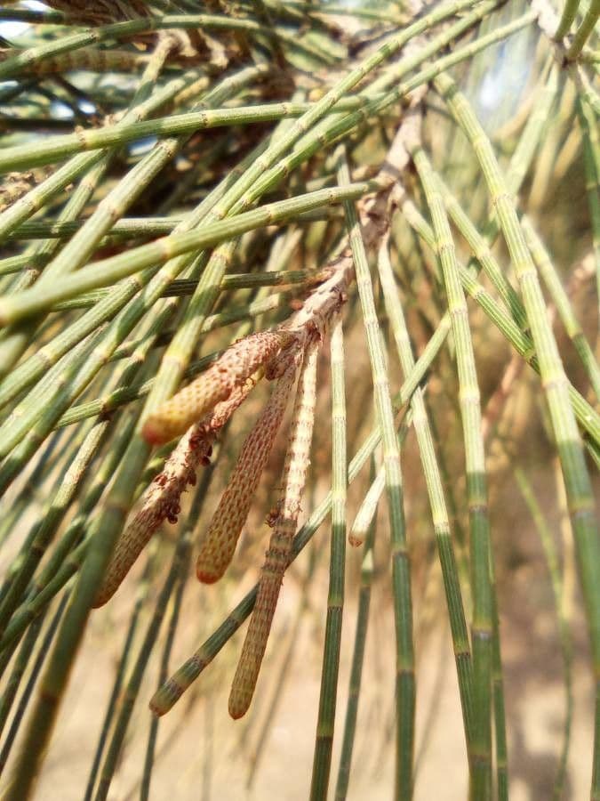 Allocasuarina glauque 11