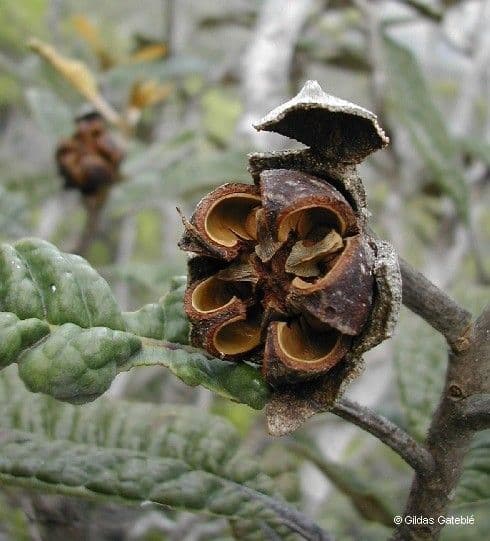 Pleurocalyptus
