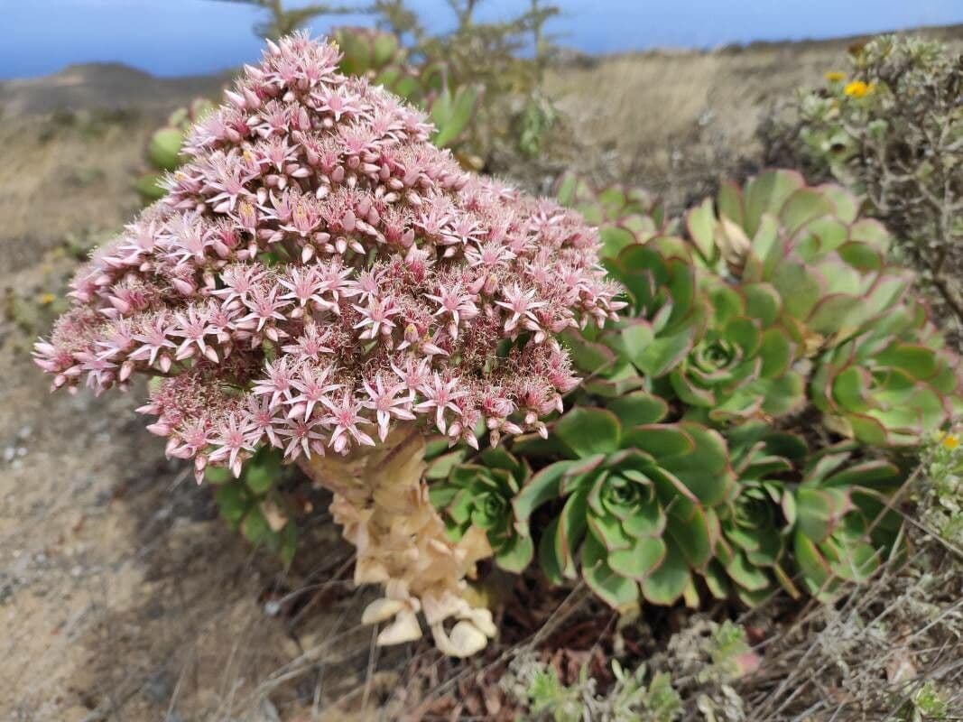 Aeonium lancerottense 20