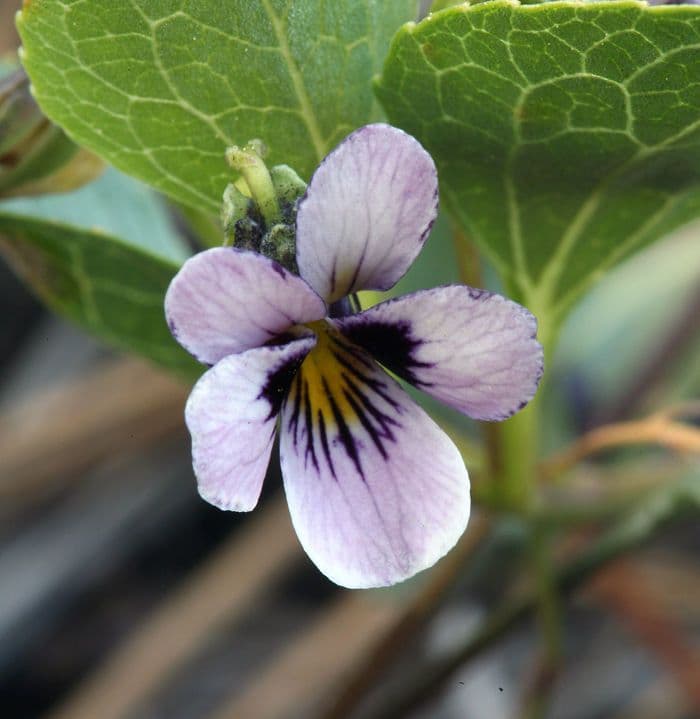 Viola 2
