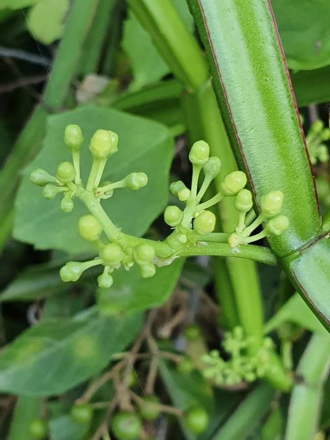 Cissus 26