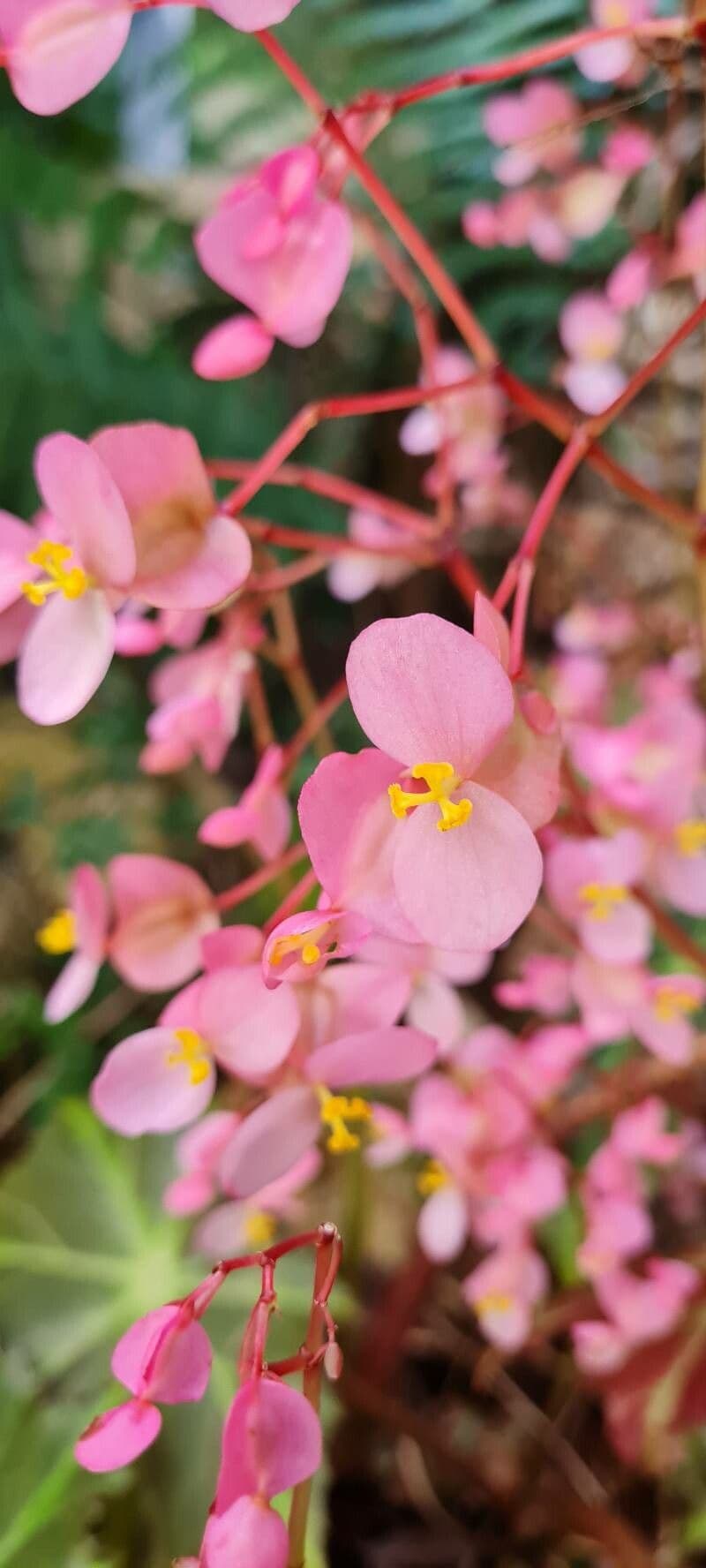 Begonia 6