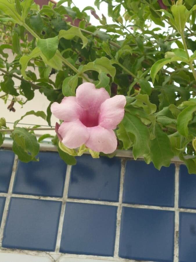 Allamanda viola 21