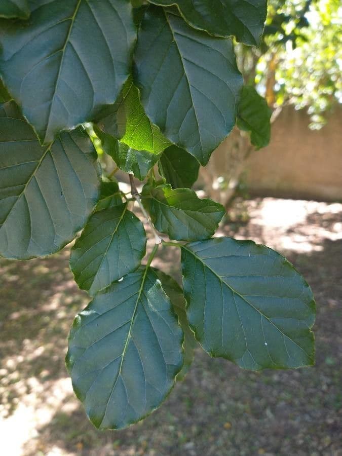 Campomanesia xanthocarpa 18
