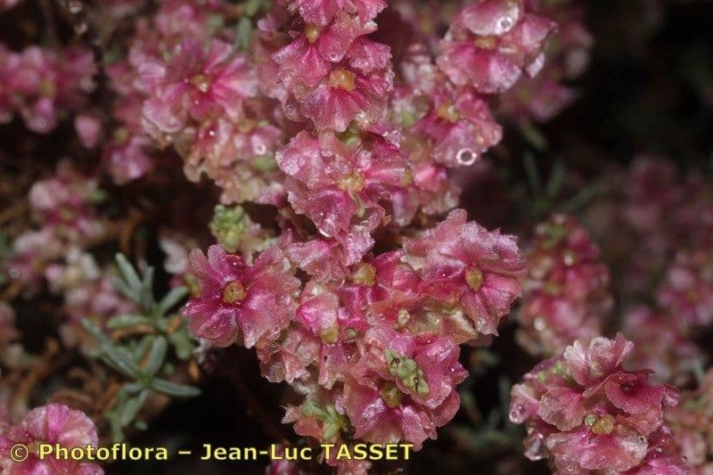 Salsola oppositifolia