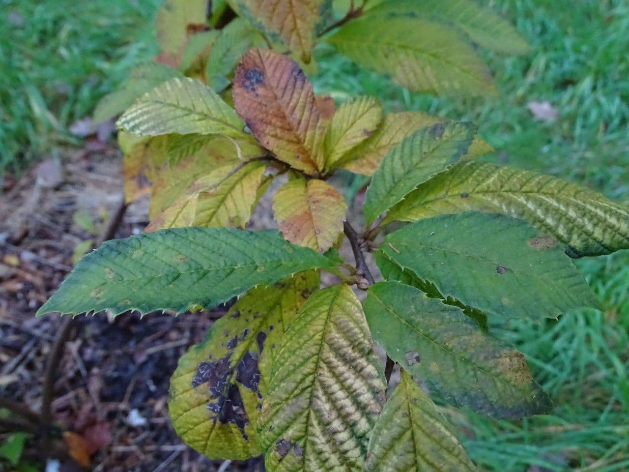 Meliosma 2