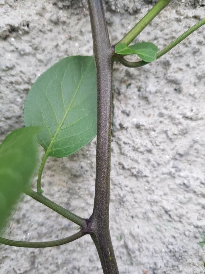 Solanum laxum 23