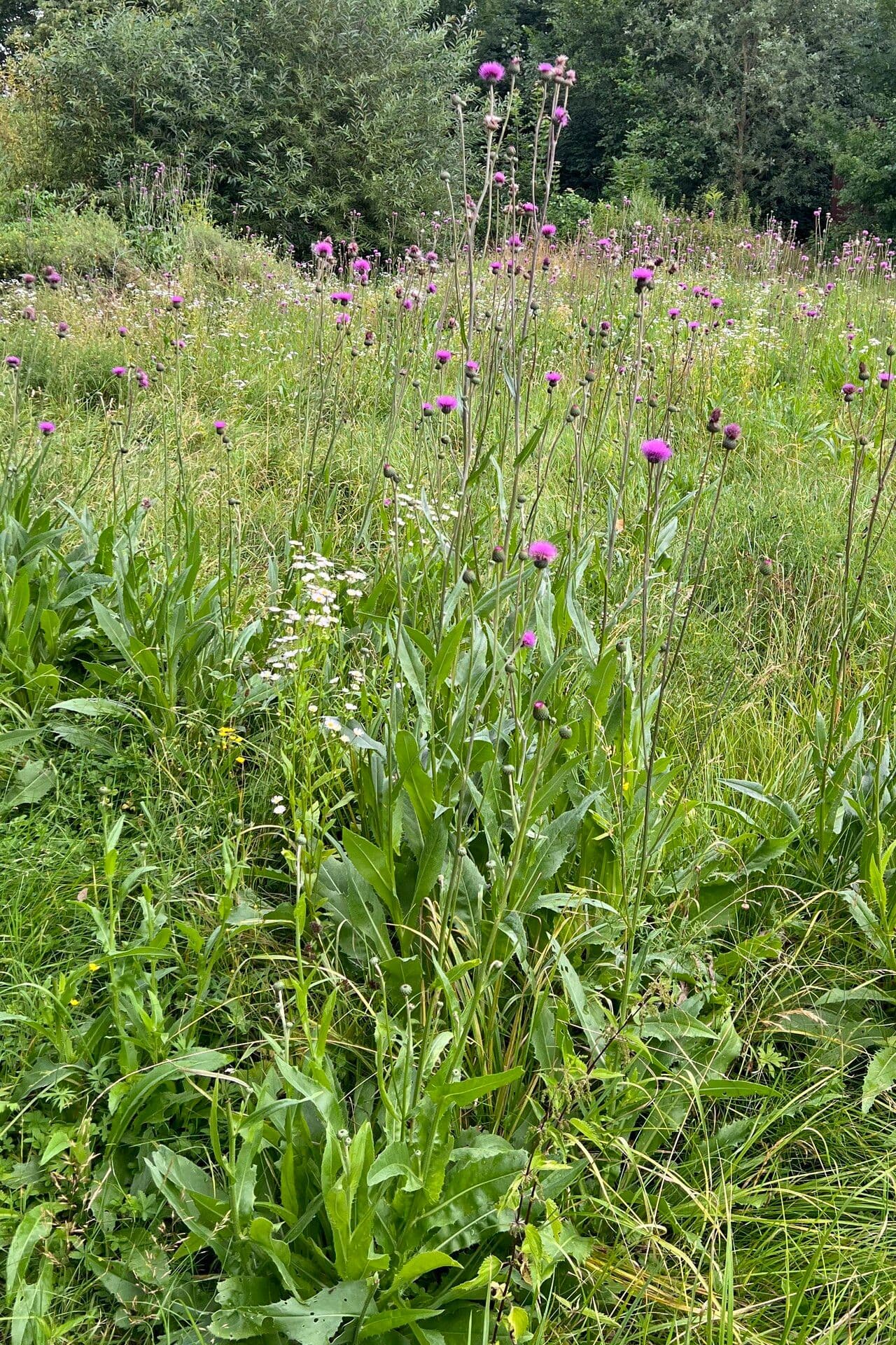 Graue Distel 7