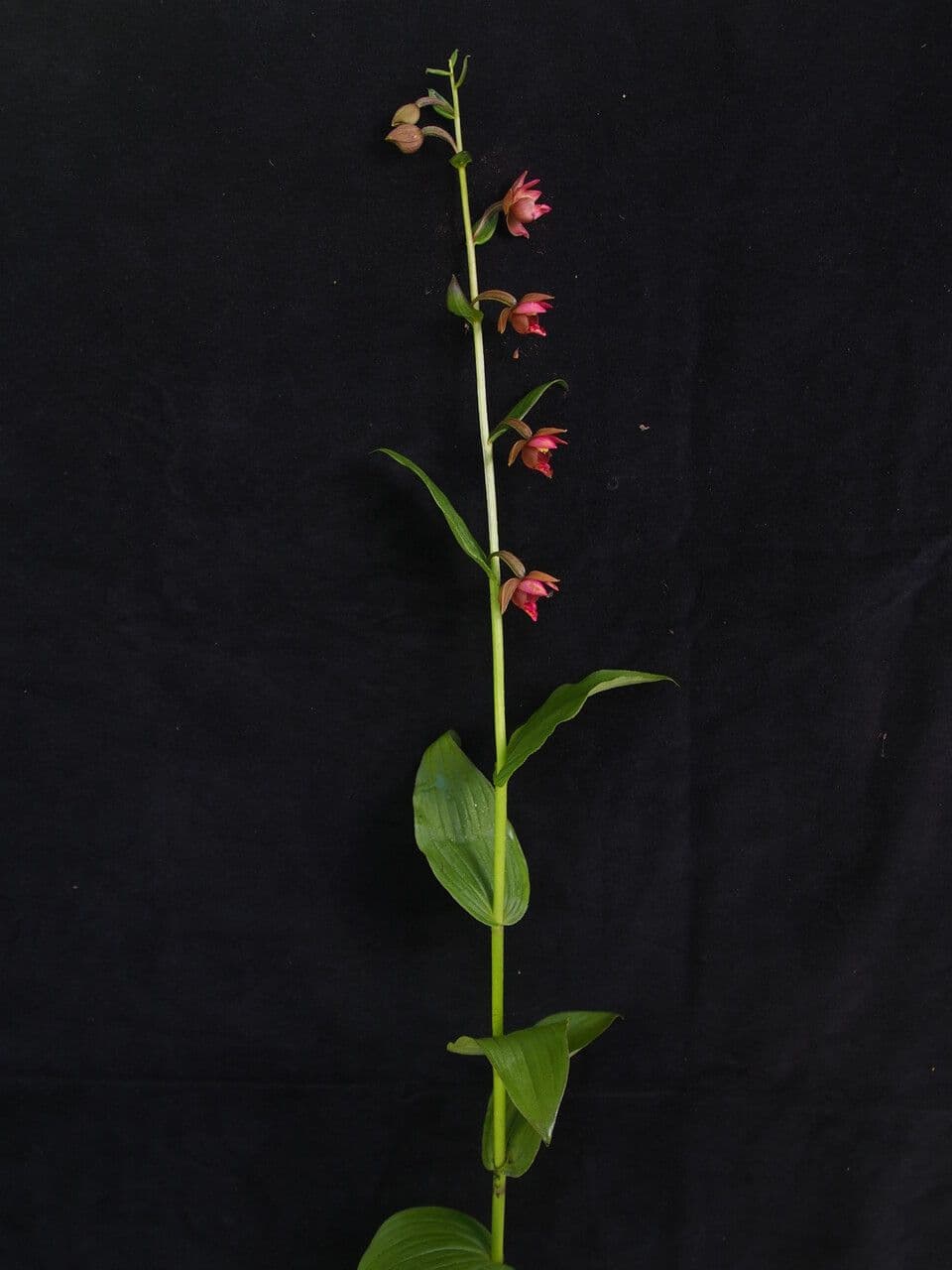 Epipactis di Royle 3