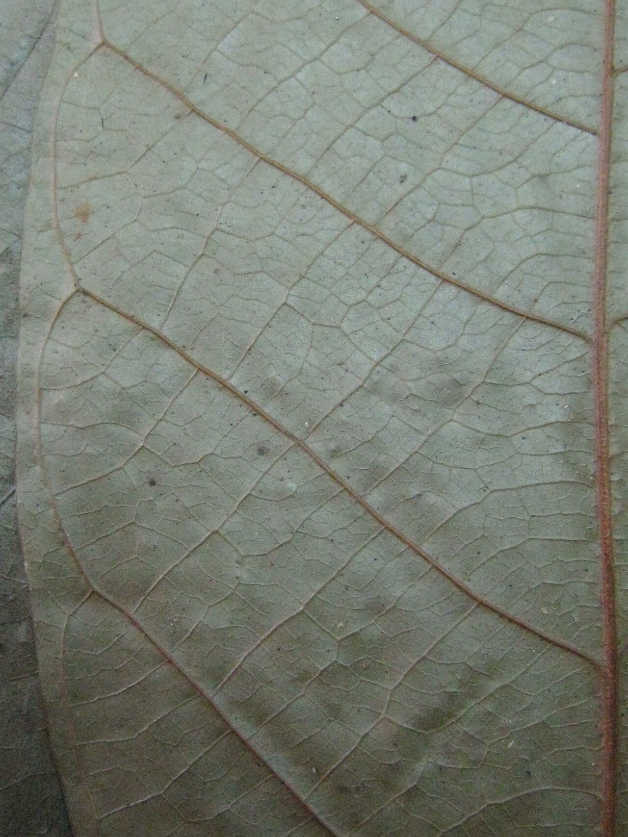 Cremastosperma 2