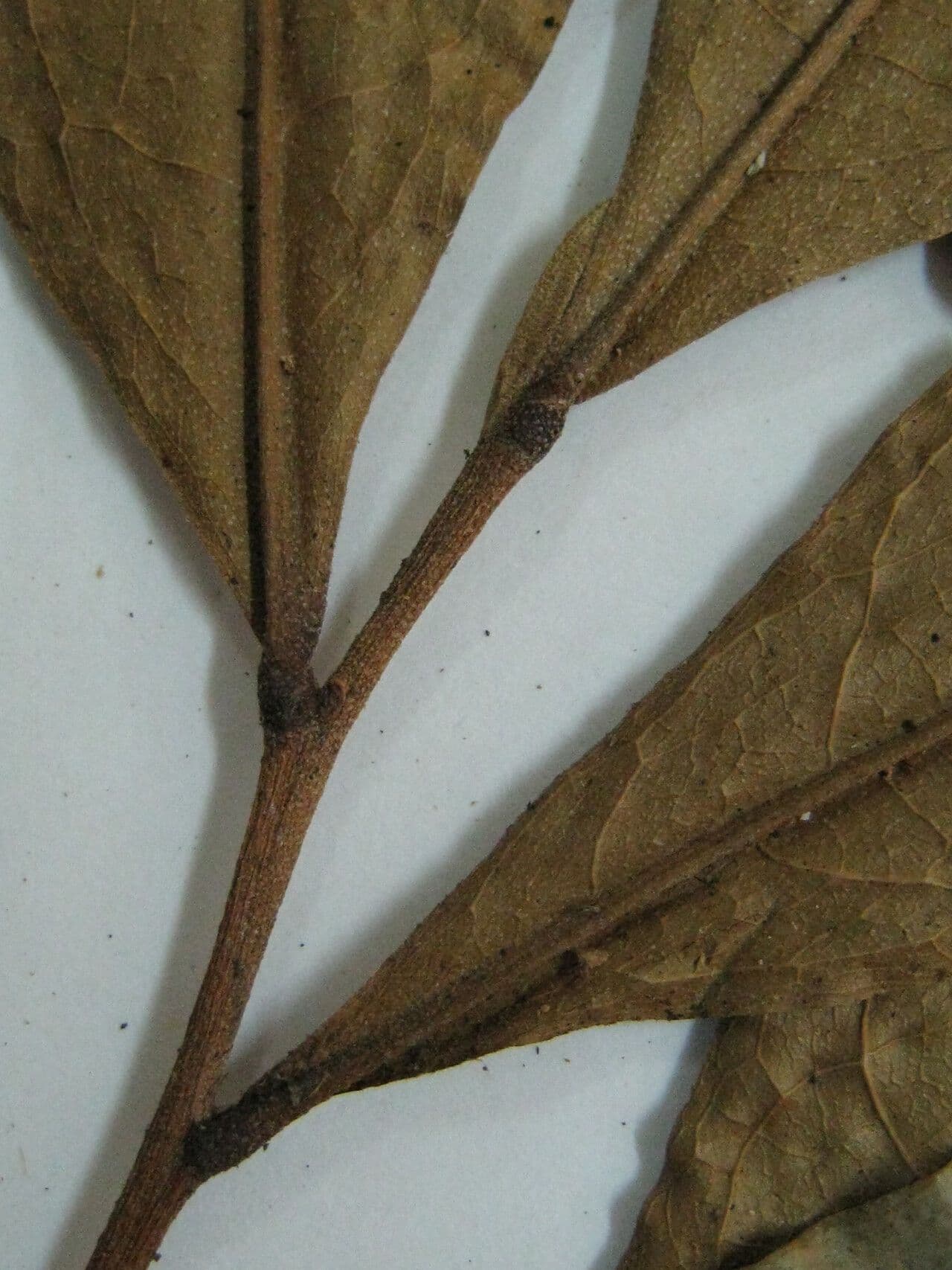 Duguetia 6