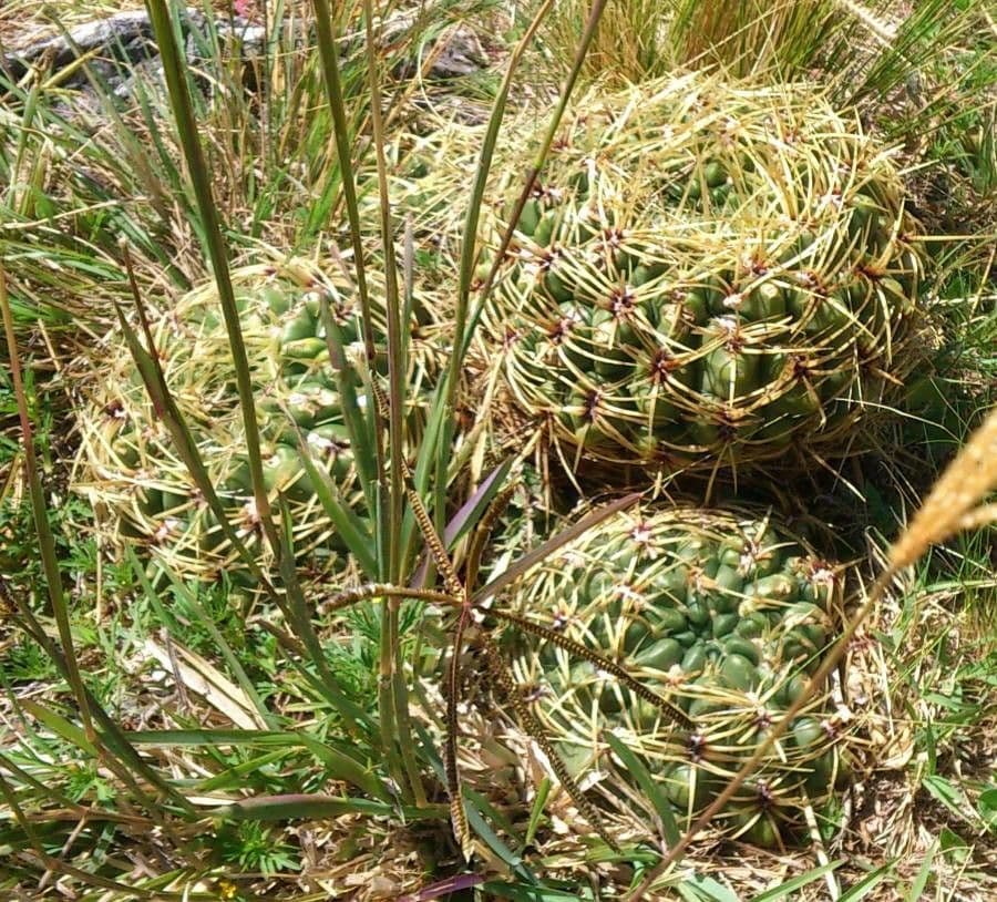 Cactus del mento 4
