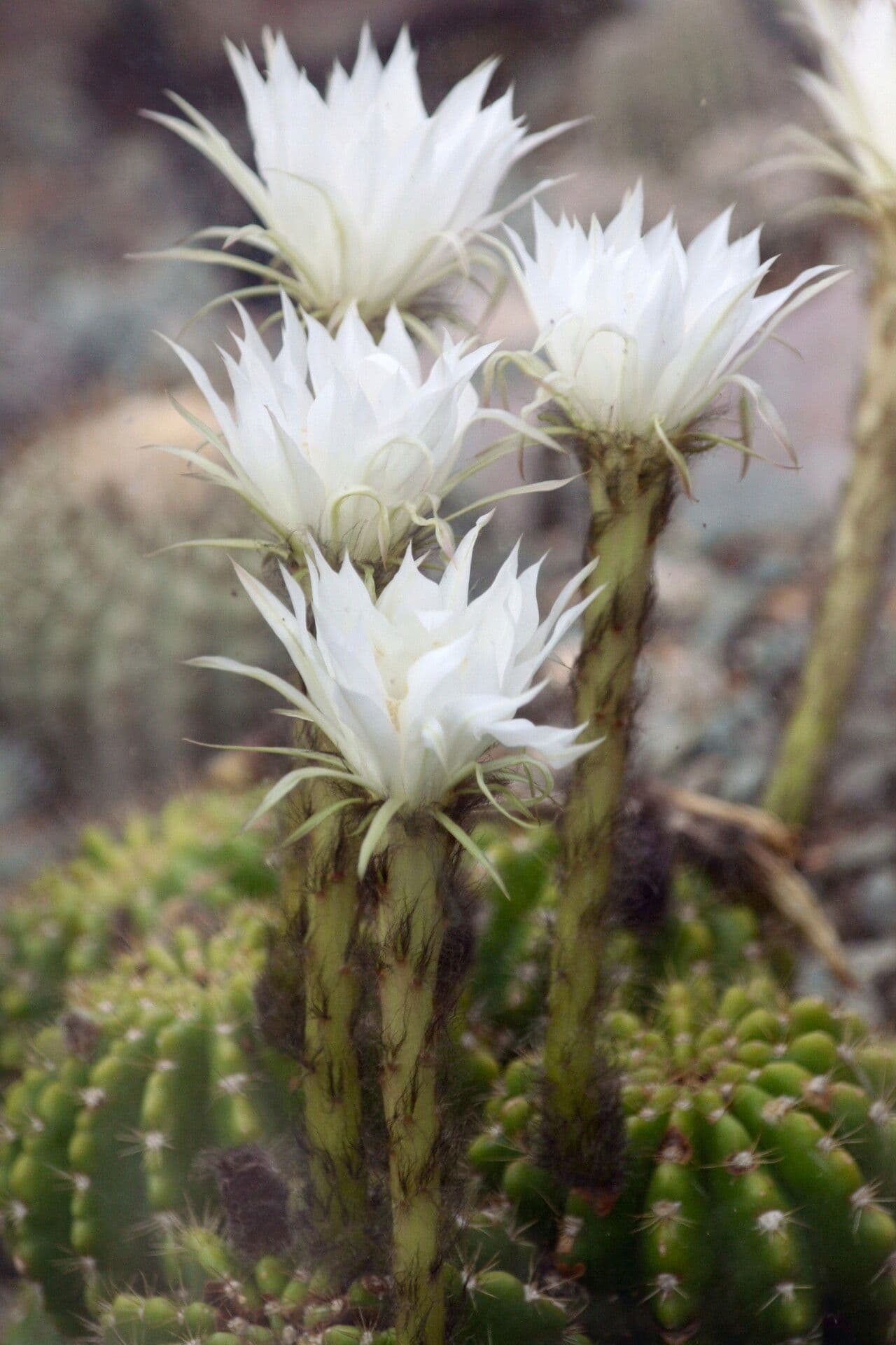 Echinopsis 2