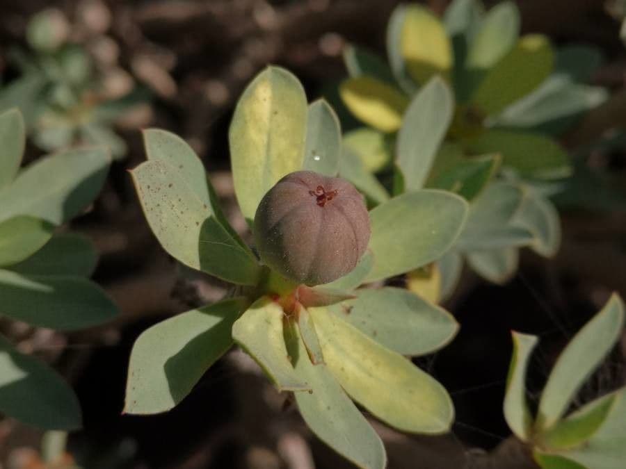 Balsam-Wolfsmilch 5