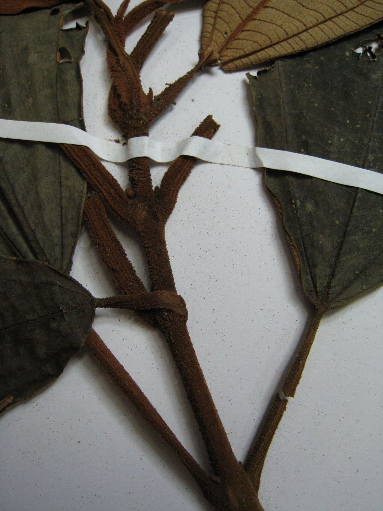 Miconia 3