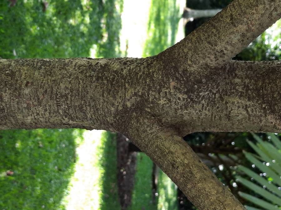 Ardisia 17
