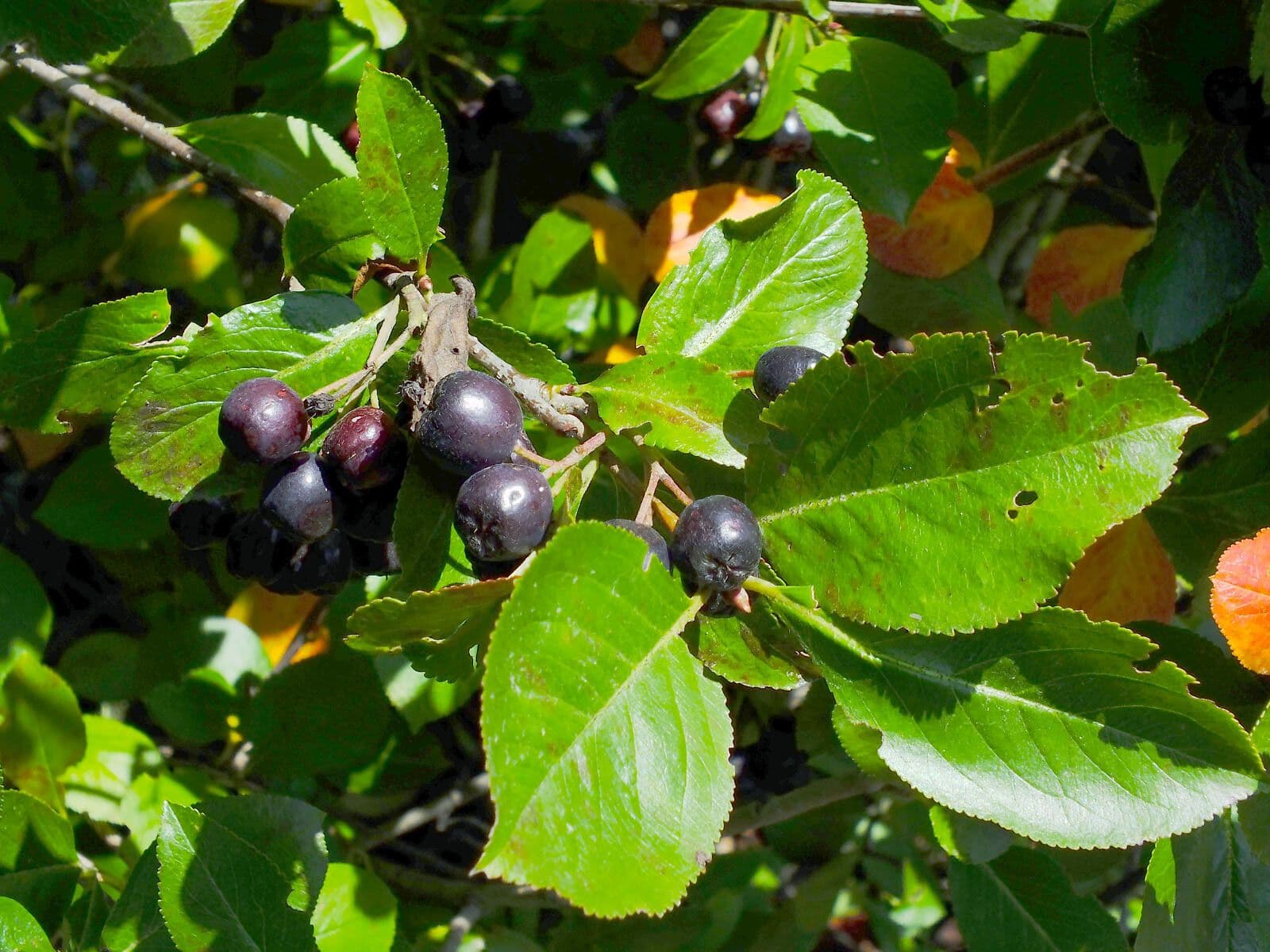 Aronia nera 20