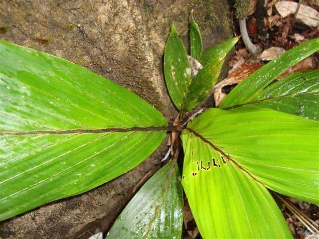 Burretiokentia 11