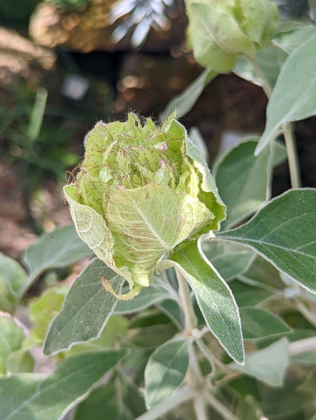 Barleria 11